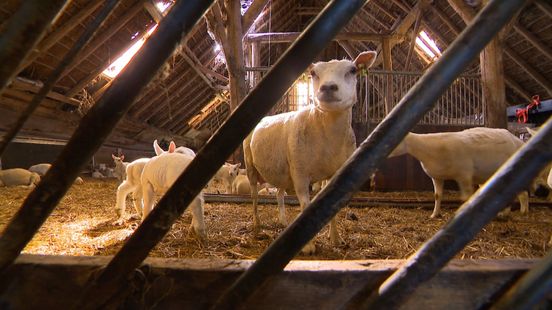 Lammetjes kijken, met de pamper om, in Adorp: 'Ze boffen maar met mij'