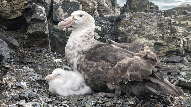 Race on to contain disaster: First case of deadly bird flu in NSW confirmed