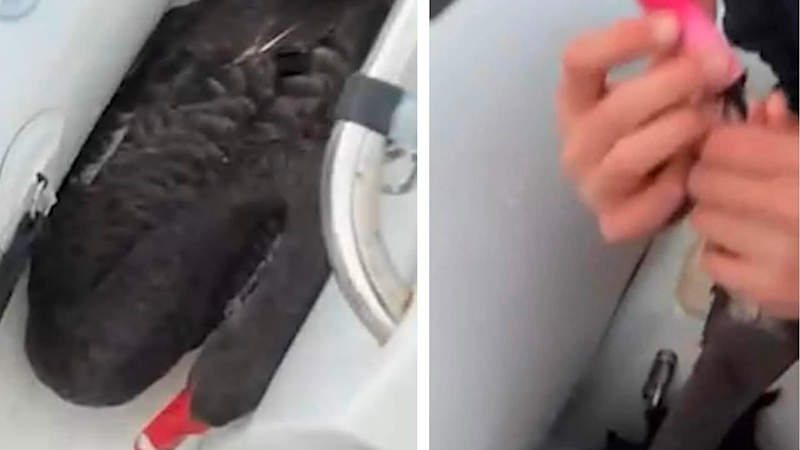 Two teenagers charged with animal cruelty over black swan video