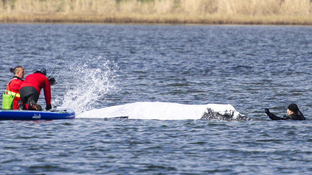 Duwbak onderweg voor nieuwe reddingspoging Duitse bultrug