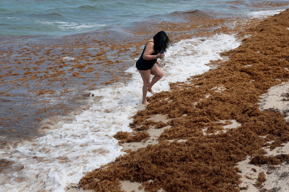 Smelly seaweed is covering Florida beaches - and researchers warn other states to be prepared