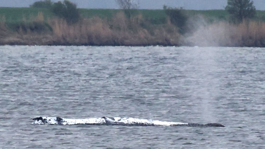 Gestrande bultrug toch op eigen kracht uit Duitse baai