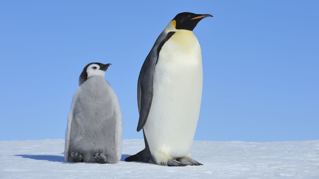 Keizerspinguïn door klimaatverandering op lijst bedreigde diersoorten