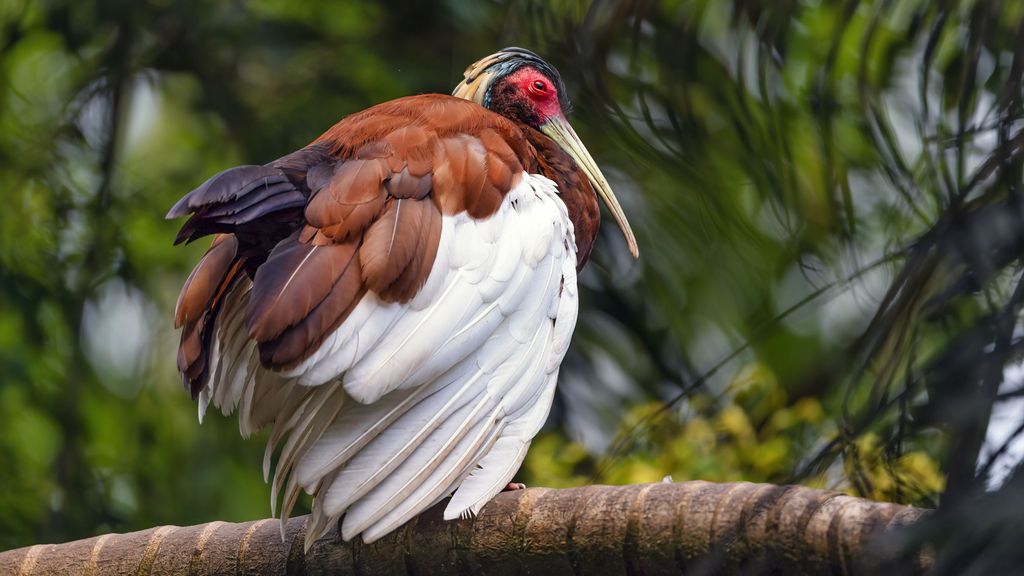 Dierentuin Wildlands sluit vogelverblijf na dood van drie kuifibissen