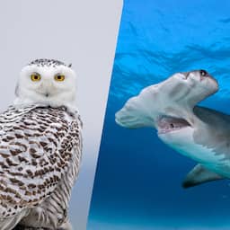 Sneeuwuil en 39 andere dieren toegevoegd aan lijst beschermde diersoorten