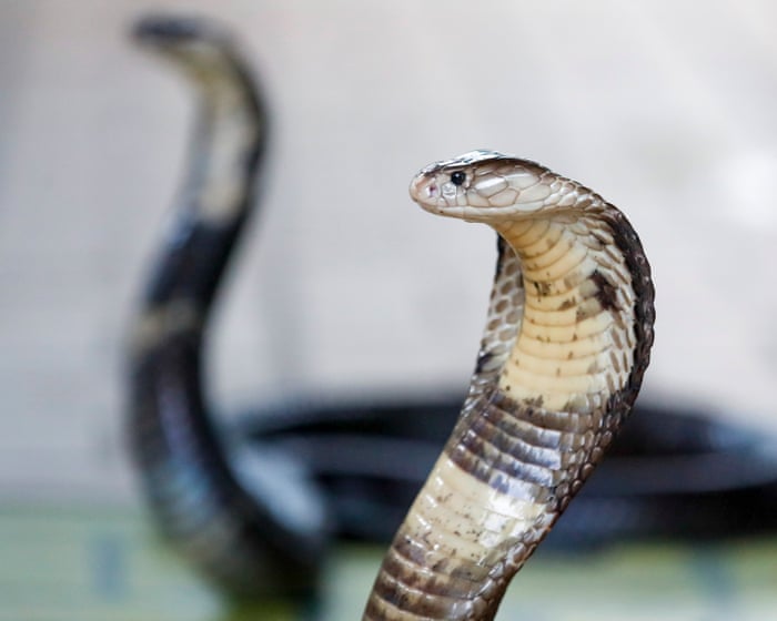 German tourist dies after being bitten at snake show on family holiday in Egypt
