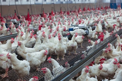 Vogelgriep treft boerderij met 44.000 kippen: 10 kilometer rondom deze plaats mogen geen vogels of eieren worden vervoerd
