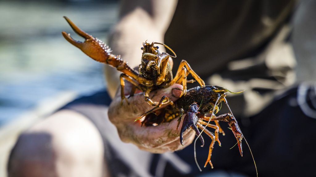 Waterschap gaat strijd aan met rivierkreeft en legt rekening bij Rijk