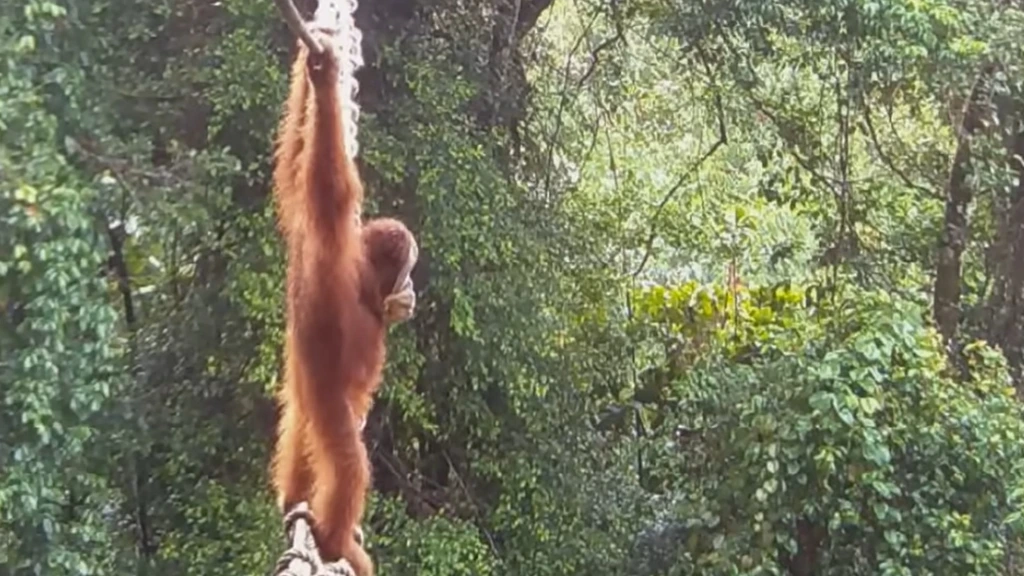 Touwbrug die leefgebieden van orang-oetans verbindt eindelijk gebruikt