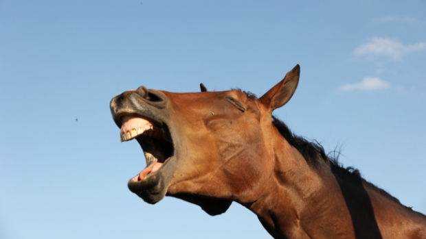 Wetenschappers ontrafelen mysterie achter het geluid van hinnikende paarden