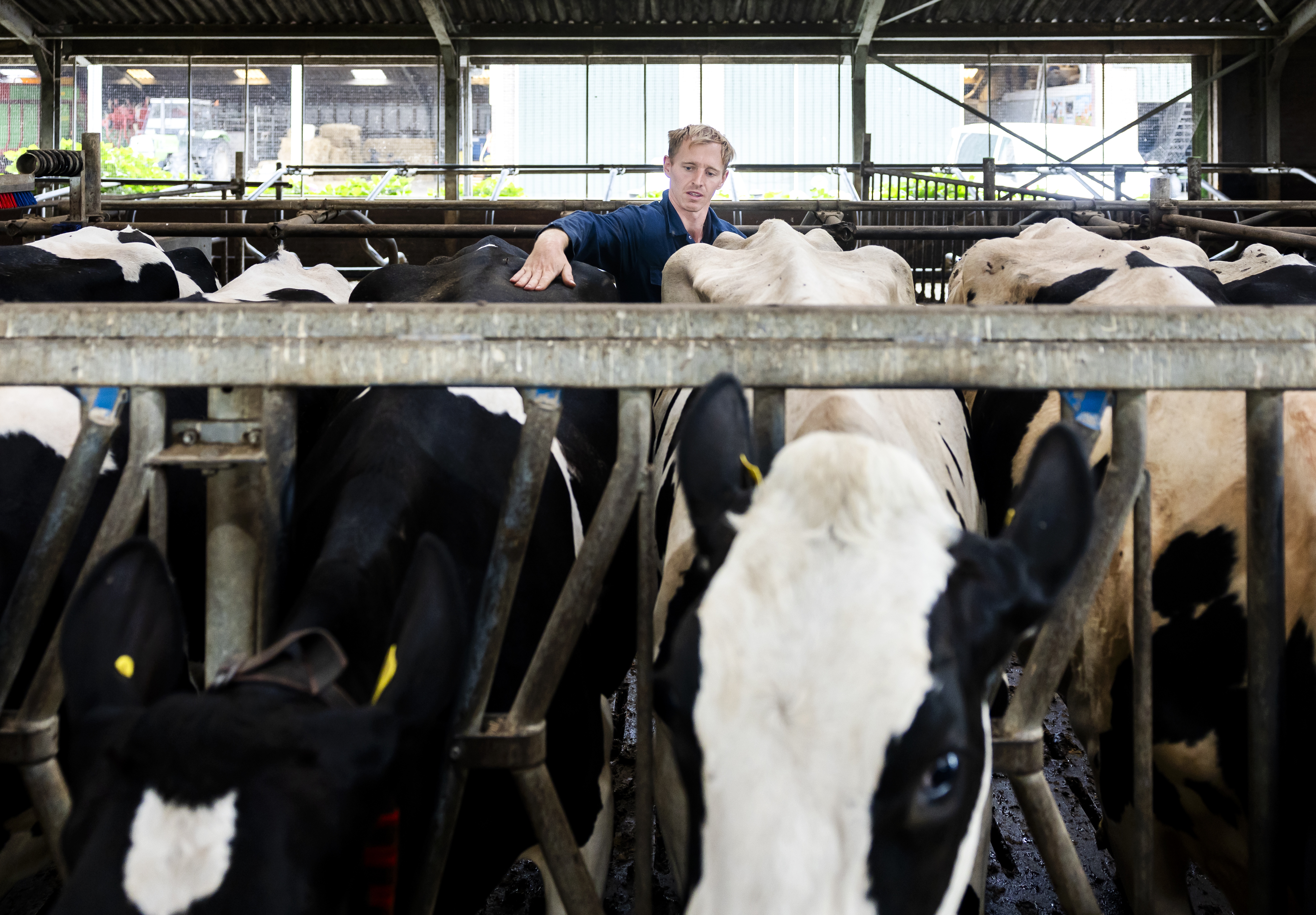 Twee derde van de Nederlanders heeft geen vertrouwen in de stikstofplannen: ‘Zo heeft het totaal geen zin’