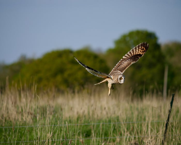 ‘Hold your nerve and trust nature’: birds, bats and butterflies rebound at Somerset rewilding farm