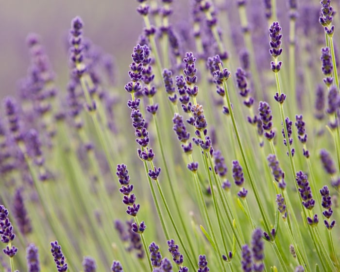 Purple reign: how shade became British gardeners’ favourite