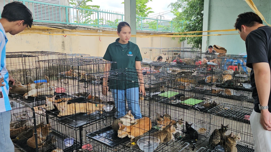Honderden huiskatten gered bij grote inval in Vietnamese handel in kattenvlees