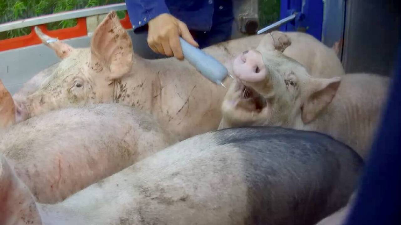 Varkens mishandeld met stroomstoot: twee mannen krijgen taakstraf