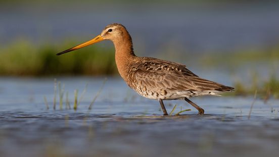 Twee Groningse natuurgebieden in 'aanvalsplan' om grutto te behouden