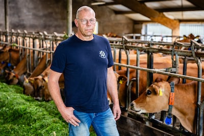 Boeren voelen zich klemgezet door nieuwe koeiennorm: ‘Haast onmogelijke opgave’