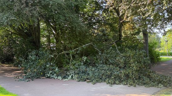 Gemeente: 'Omgevallen boom zat vol waardevolle holten; afknappen kan gebeuren'