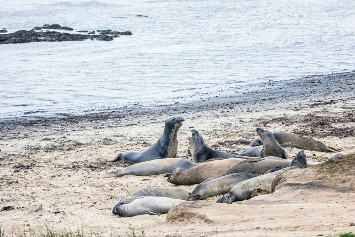 Popular Bay Area park where tens of thousands of seals gather closed to public after animals die — as experts find bird flue case