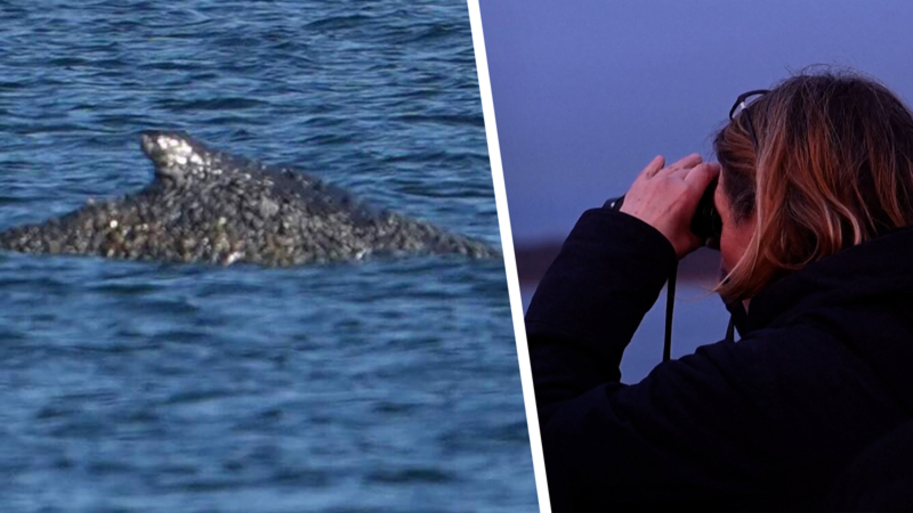Bultrug Timmy zit wéér vast op zandbank in Oostzee