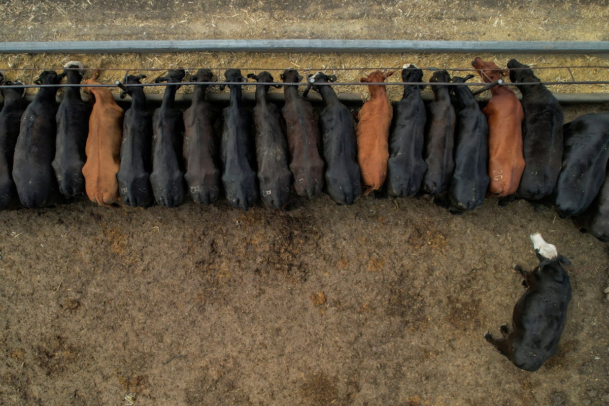 Officials worried about New World screwworm fly infestation threatening cattle industry