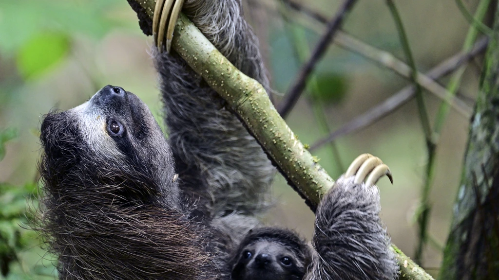 Tientallen luiaards voor dierenpark in Florida omgekomen van de kou