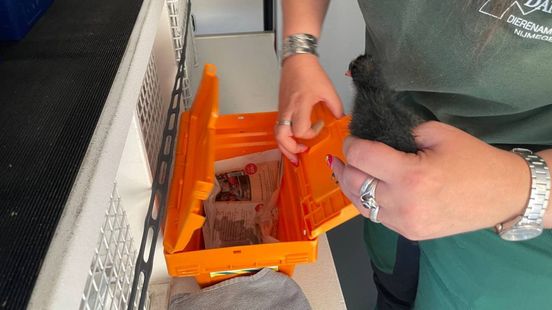 Jonge meerkoet zit vast in waterput en wordt gered door de brandweer