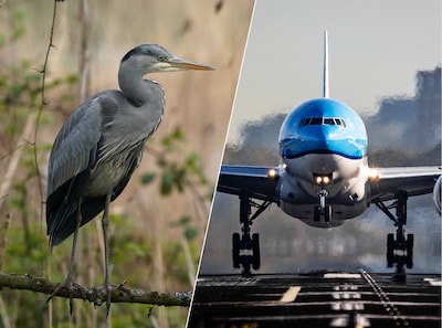 Vliegtuig KLM botst tijdens opstijgen tegen een reiger, toestel moet halsoverkop terug naar Schiphol
