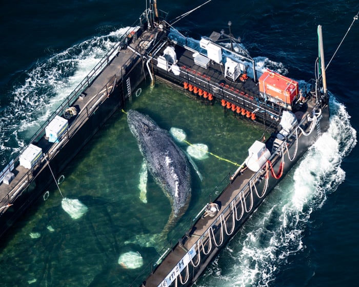 Expert brands rescue of Timmy the whale ‘an all-round catastrophe’ over deficient tracker