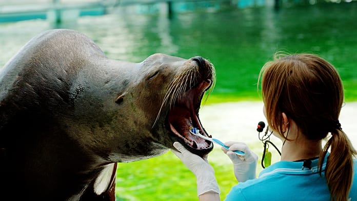 Seal at Hungarian zoo brushes teeth