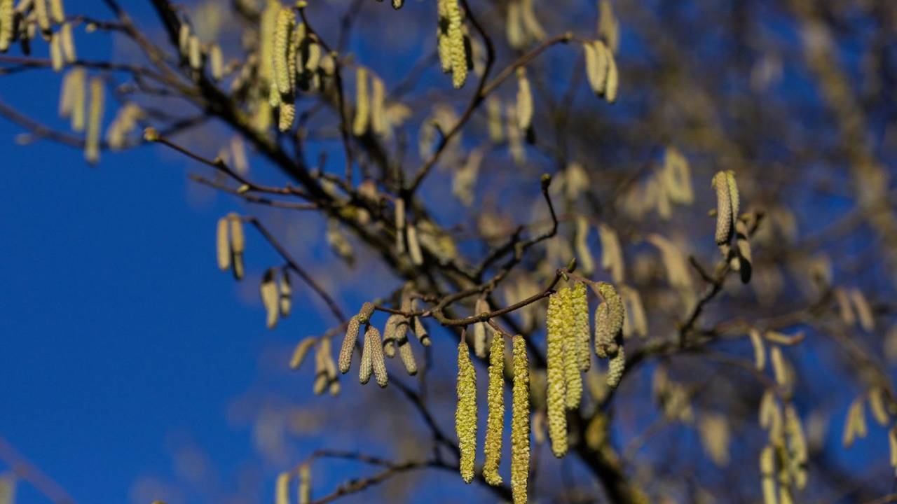 Lenteweer staat voor de deur, maar daarmee ook hooikoorts
