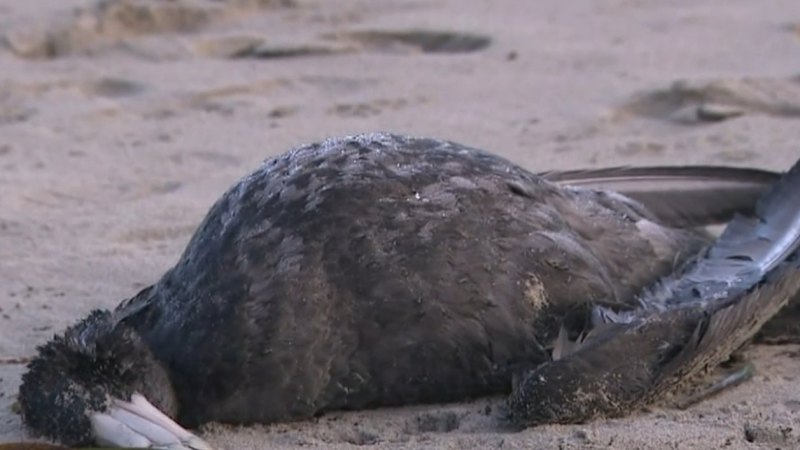 First suspected case of deadly bird flu found in NSW