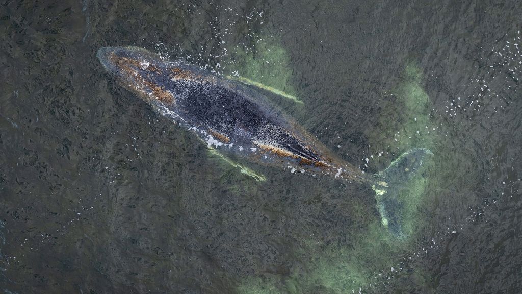 Verzwakte bultrug opnieuw vast in ondiep water voor Duitse Oostzeekust