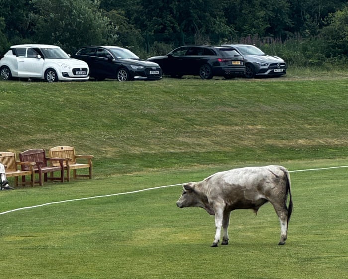 Cow corner: cricket match abandoned after runaway bull stops play