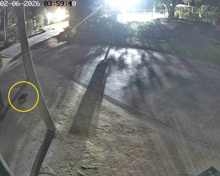 Missing Tasmanian devil Mary captured on CCTV escaping from Gold Coast wildlife park