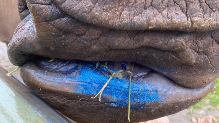 Glitter in 'beautiful big nugget of rhino poo' unlocks fertility clues