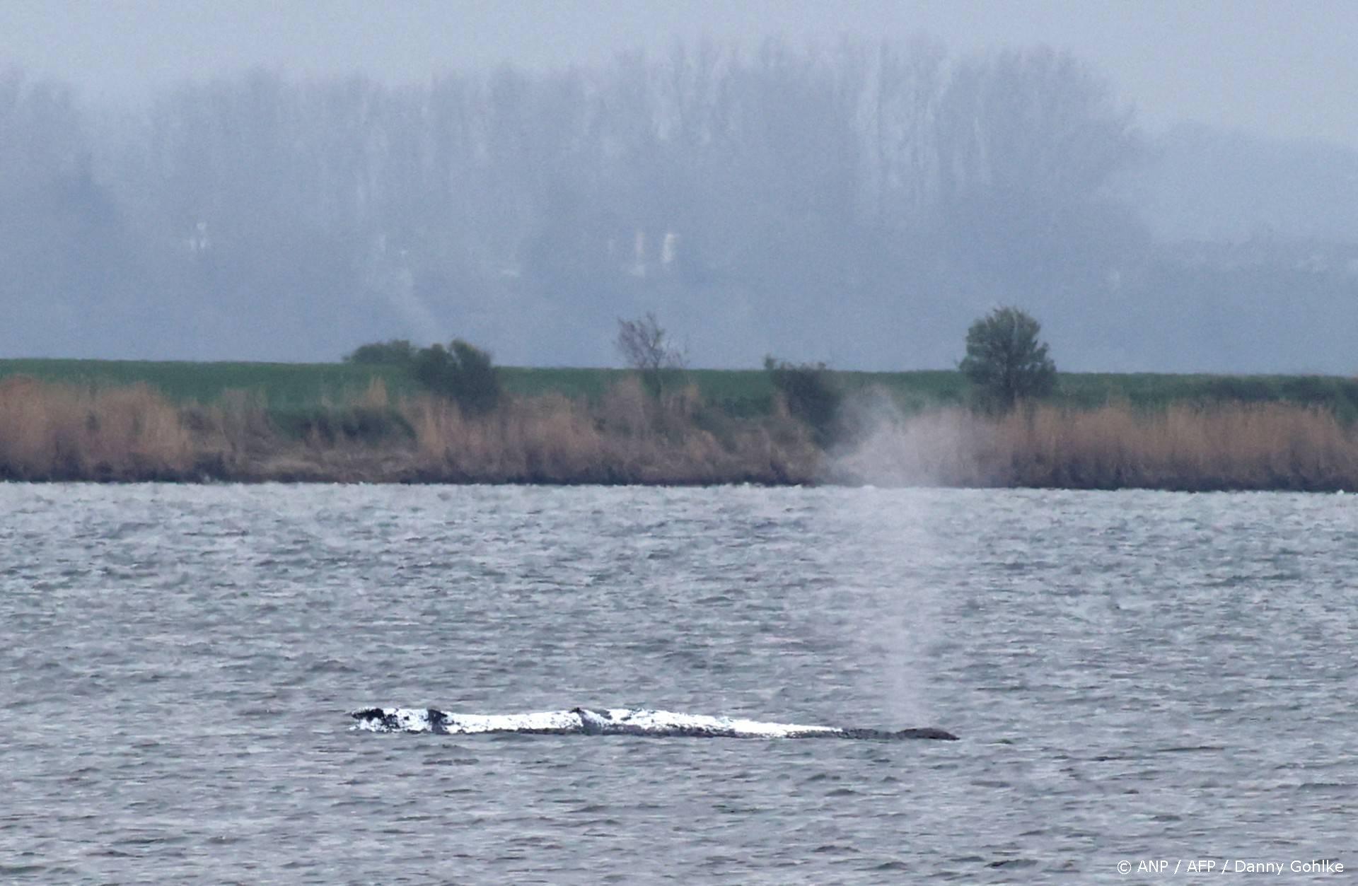 Bultrug Timmy weet op eigen kracht los te komen voor Duitse kust