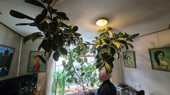 Plant blijft maar groeien, woonkamer Jan (84) in het donker: 'Groeit door raam naar buiten'