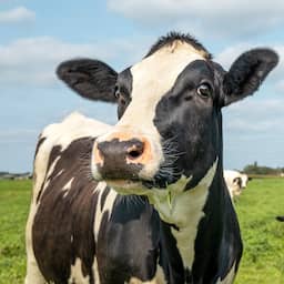 Boeren komen met alternatief stikstofplan, maar minister wijst het af
