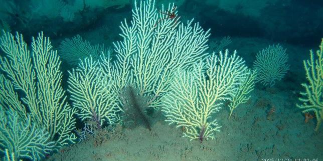How Benin's only coral reef was rediscovered