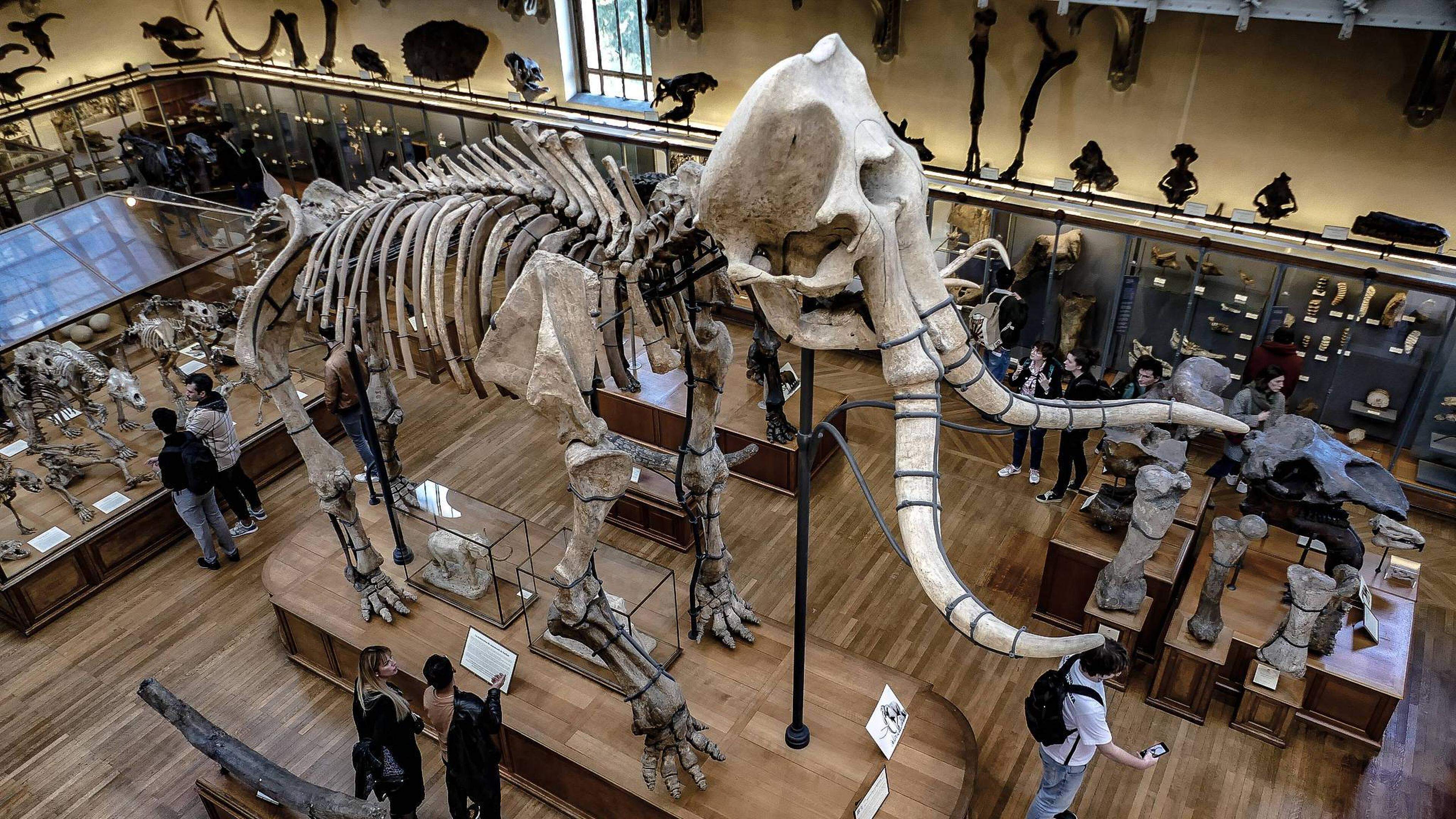 Schoonmaker ontdekt diefstal van 600.000 euro aan goud uit Natuurhistorisch Museum Parijs