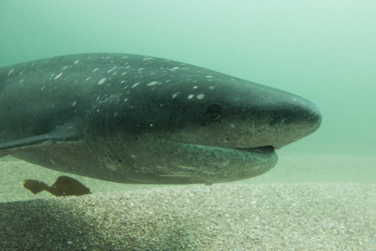 Scuba diver attacked by shark off Adventure Bay in Tasmania