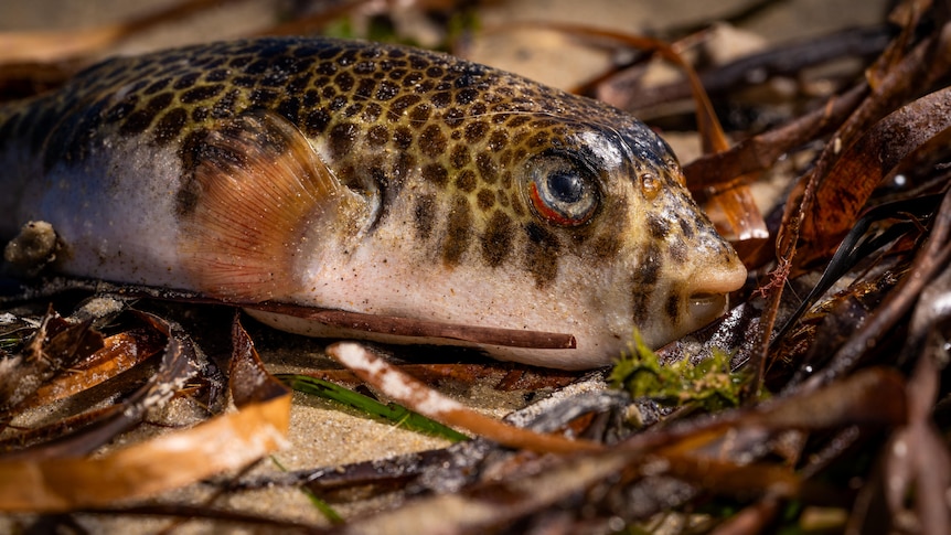 Algae which caused brevetoxins in SA algal bloom most toxic of its kind studied