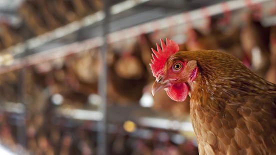 23.000 dieren geruimd na uitbraak vogelgriep