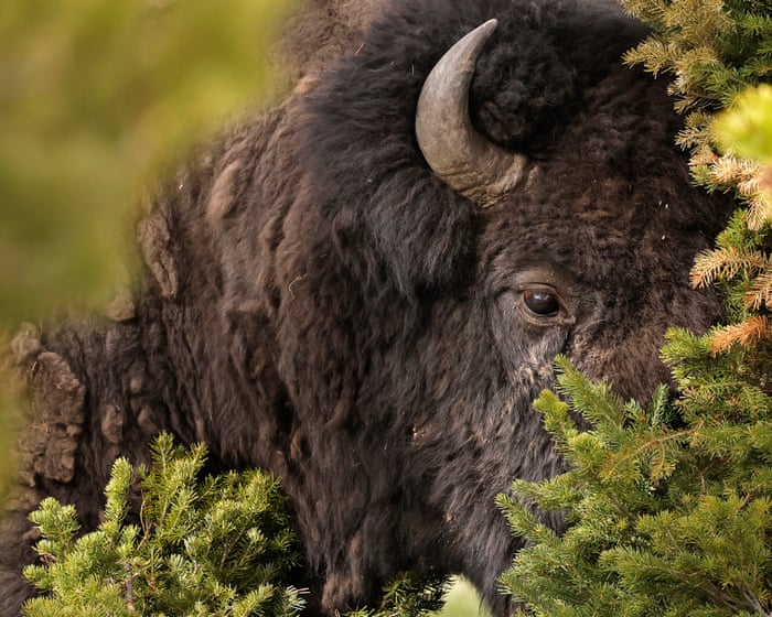 Bull bison tosses Yellowstone tourist 8ft in air, with run-in caught on video