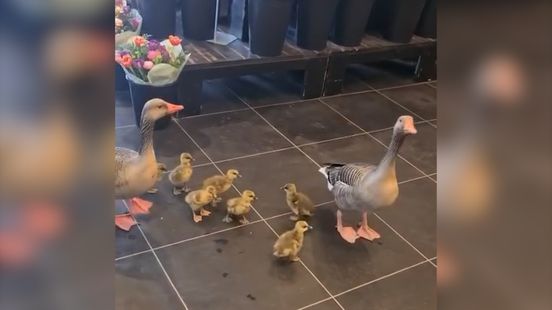 Familie Gans brengt bezoekje aan bloemenwinkel