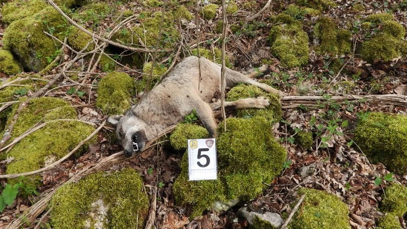 18 wolven dood gevonden in nationaal park Italië, vermoedelijk vergiftigd