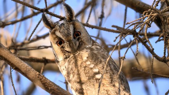 Uil zit aanleg parkeerplekken in de weg, alternatief kost minstens 4 miljoen euro