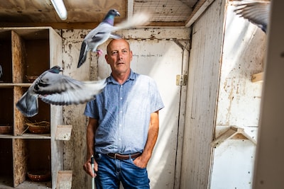 Ad herkent al zijn 200 duiven aan hun gezichtsuitdrukking: ‘Jij haalt je vader en moeder toch ook uit elkaar?’