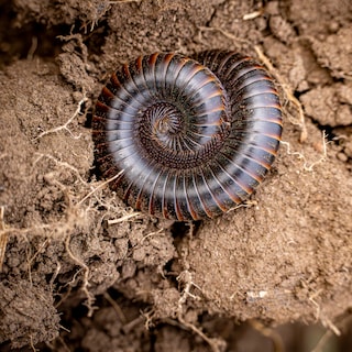De oprolreflex van de zwarte kogel kennen we allemaal